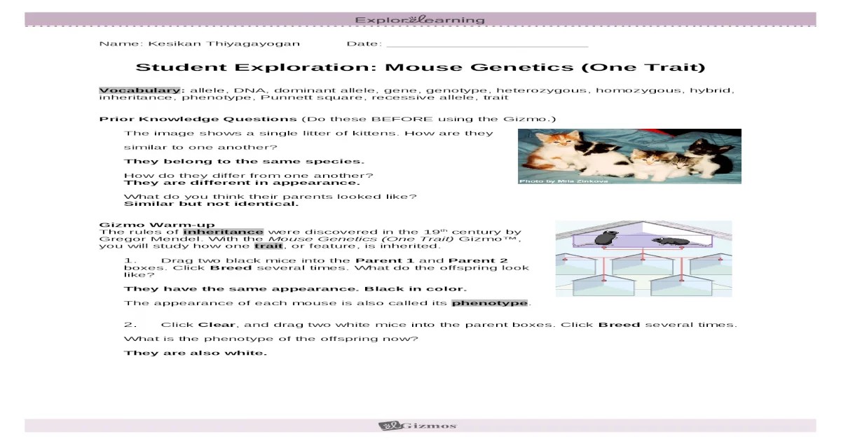 Gizmo mouse genetics one trait answers