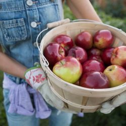 How much is a bushel of apples cost