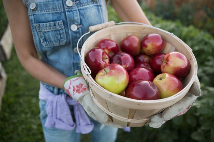 How much is a bushel of apples cost