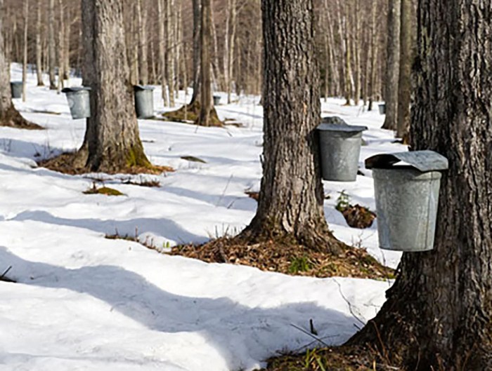 Maple sugaring in aunt alberta's backyard