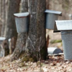 Maple sugaring vermont