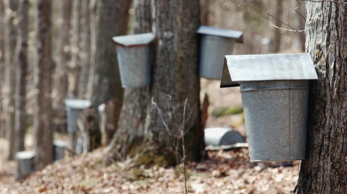 Maple sugaring vermont