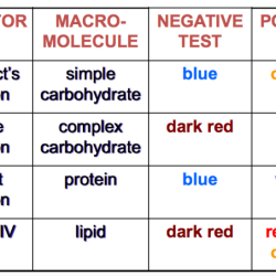 Biochemical test for food macromolecules