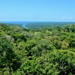 Tropical seasonal forests are specially adapted to tolerate