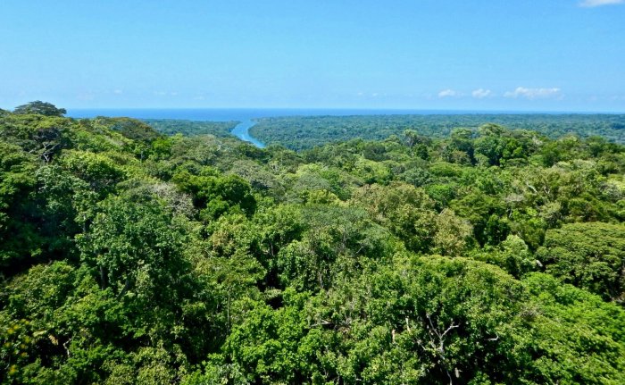 Tropical seasonal forests are specially adapted to tolerate