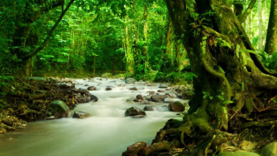 Tropical seasonal forests are specially adapted to tolerate